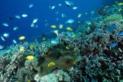 Coral underwater, with dozens of small blue and yellow fish swimming around it