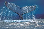 A whale's tail breaching the ocen, water dripping off it