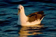 An Albatross floating in sea