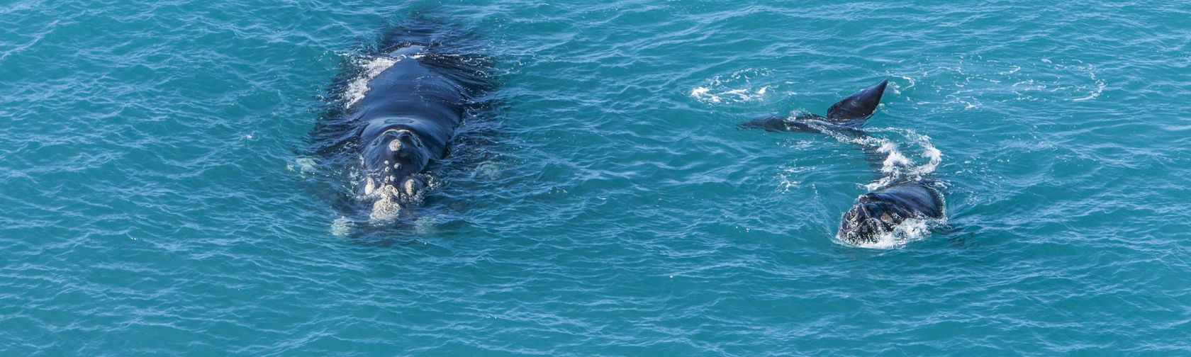 Southern right whale with calf in the Great Australian Bight Marine Park. Photo by Georgina Steytler