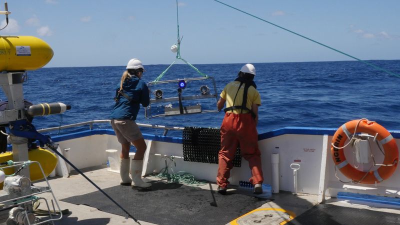 South Australian researchers deploy a Baited Remote Underwater Video (BRUV) fitted with a camera to capture footage of species living in the park.