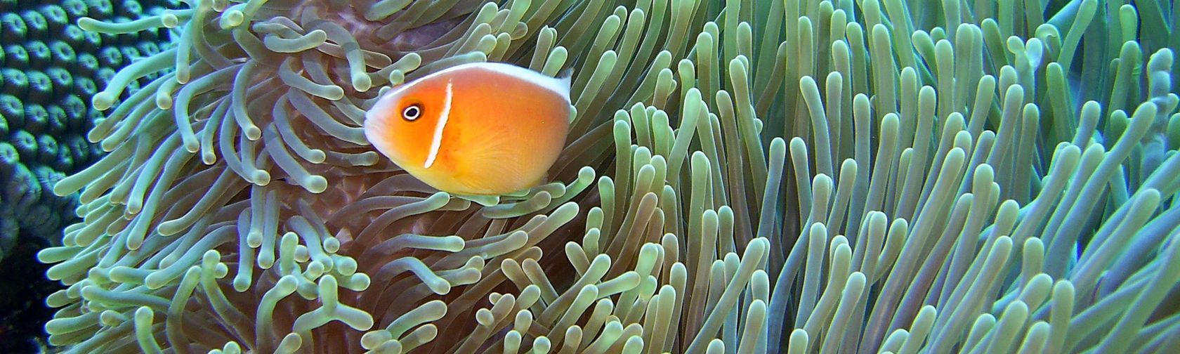 Pink anemone fish in the Mermaid Reef-Rowley Shoals.